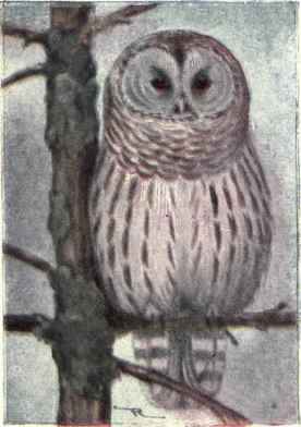 Barred Owl
