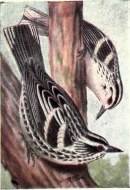 Black and White Warbler