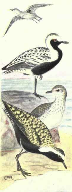 Black bellied Plover. Golden Plover.