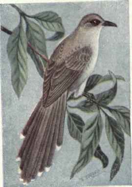 Black billed Cuckoo