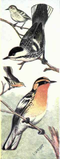 Black poll Warblers Blackburnian Warblers