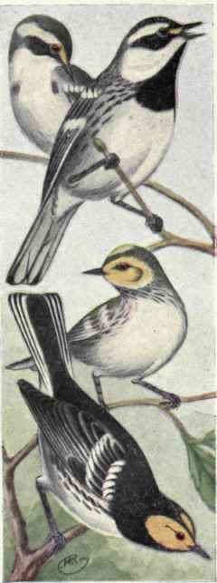 Black throated Warblers Golden cheeked Warblers