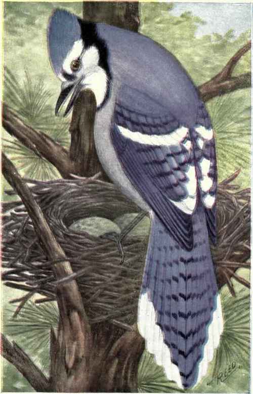 Blue Jay