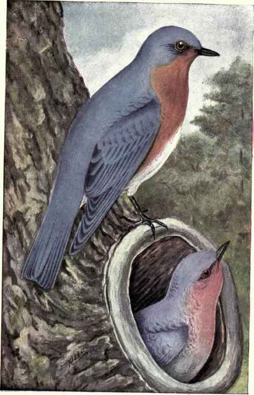 Bluebird