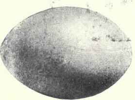Bluish white, stained Large colony in a small lake.