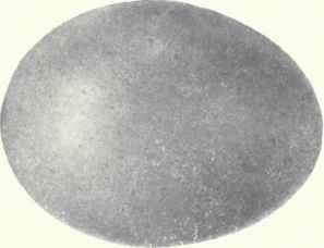 Brownish drab