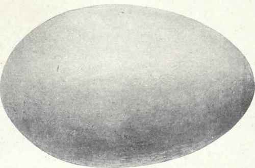 Chalky bluish white Egg of American Flamingo