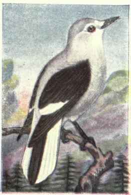 Clarke's Nutcracker