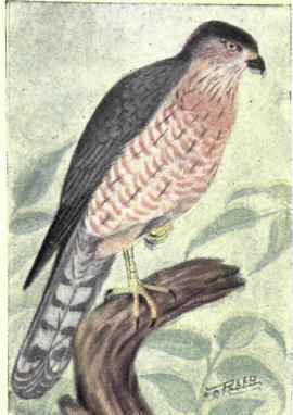 Cooper's Hawk