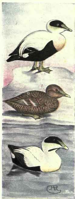 Eider. Pacific Eider