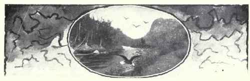 Fulmars Shearwaters And Petrels Family Procellarid 157