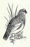 GALLINACEOUS BIRDS