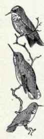 GOATSUCKERS AND SWIFTS