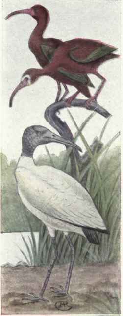 Glossy Ibis White faced Glossy Ibis Wood Ibis