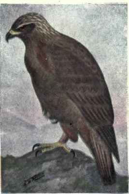 Golden Eagle