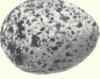 Grayish blue