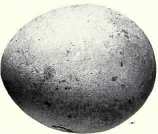 Grayish white