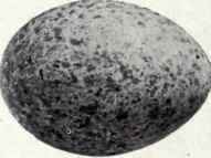 Grayish white