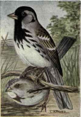 Harris's Sparrow