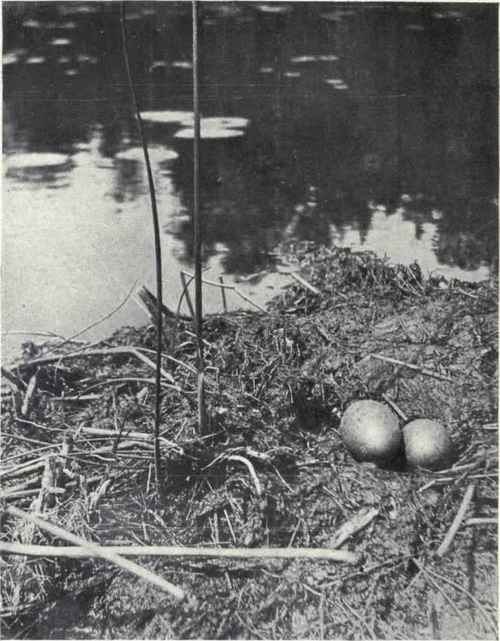 J. A. Munro. NEST AND EGGS OF LOON This nest is built on top of a Muskrat house