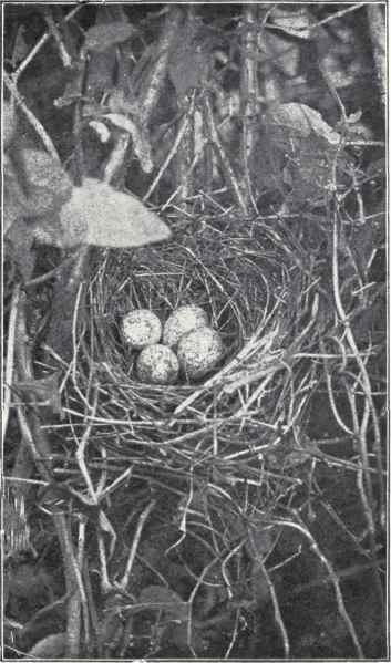 J. B. Pardoe. NEST OF ROSE BREASTED GROSBEAK.