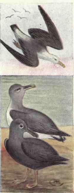 Laysan Albatross. Yellow nosed Albatross Sooty Albatross