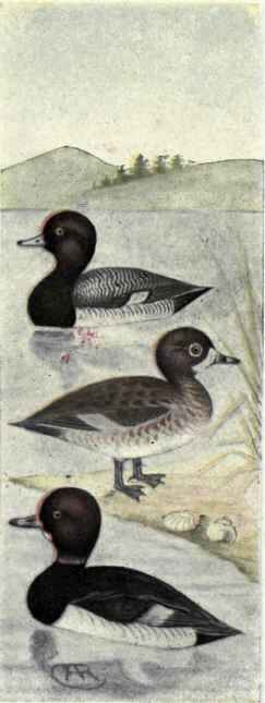 Lesser Scaup Duck. Ring necked Duck