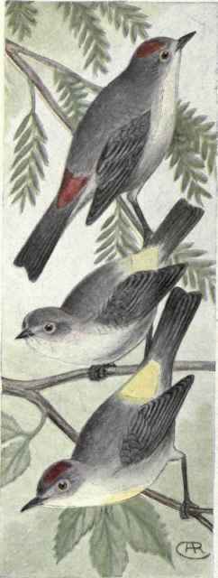 Lucy's Warbler. Virginia Warbler