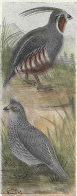Mountain Partridge. Scaled Partridge.