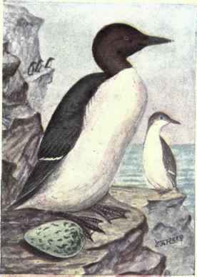 Murre