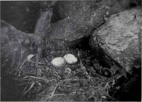 NEST AND EGGS OF TURKEY VULTURE