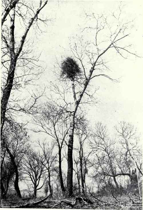 NEST OF AMERICAN MAGPIE