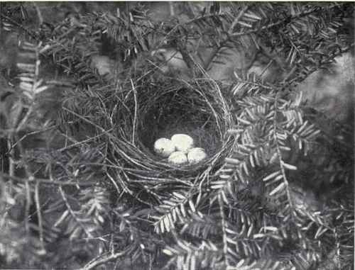 NEST OF MAGNOLIA WARBLER