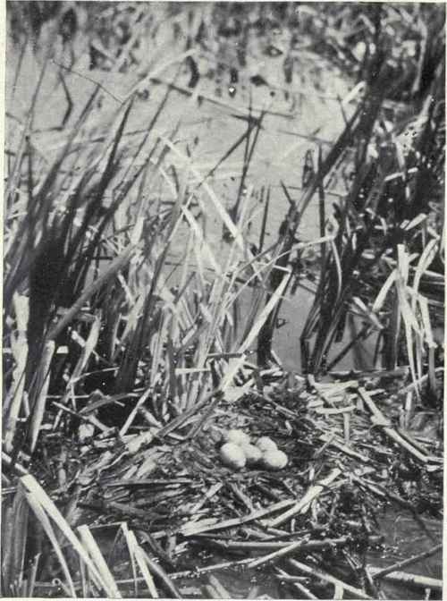 Nest And Eggs Of Holboell's Grebe Lake Winnipegosis, Manitoba