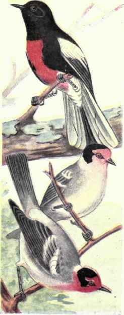 Painted Redstart Red faced Warblers