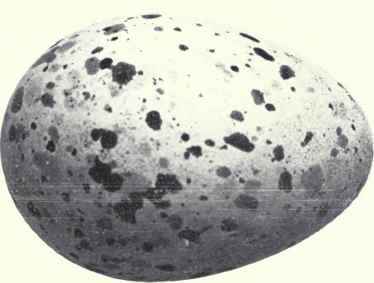 Pale bluish gray