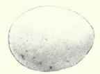 Pale bluish white
