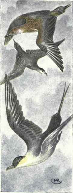 Parastic Jaeger. Long tailed Jaeger