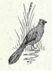 Pheasants Family Phasianidae Ring necked Pheasant 566