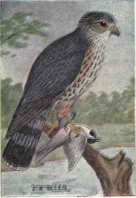 Pigeon Hawk