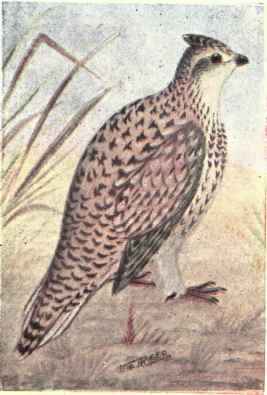 Prairie Sharp tailed Grouse