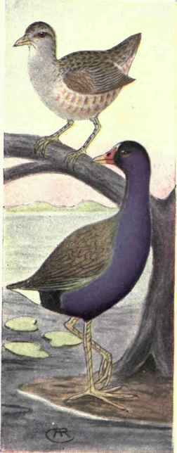 Purple Gallinule. Corn Crake.