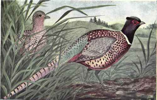 RING NECKED PHEASANT