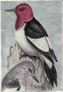Red headed Woodpecker