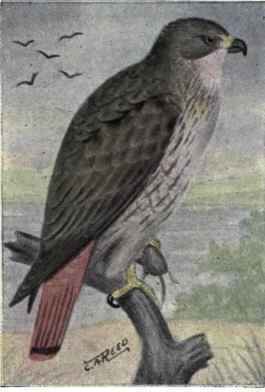 Red tailed Hawk