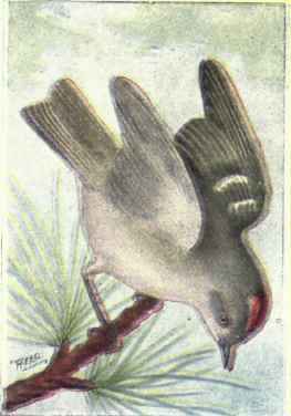 Ruby crowned Kinglet