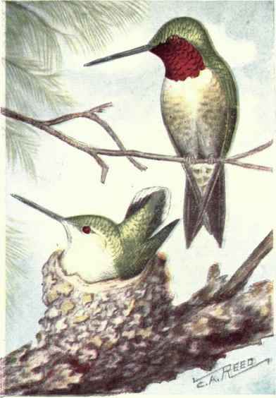 Ruby throated Hummingbird
