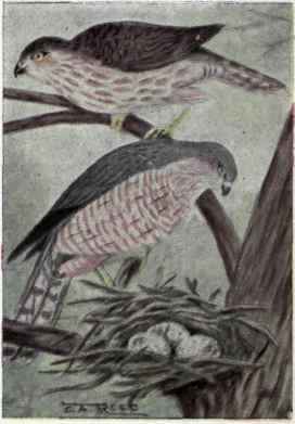 Sharp shinned Hawk