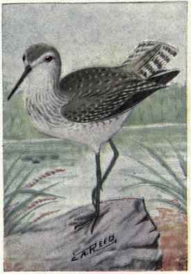 Solitary Sandpiper.