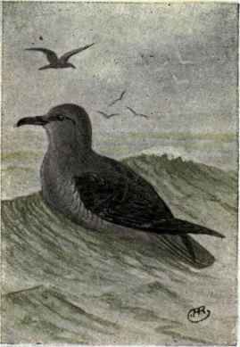 Sooty Shearwater